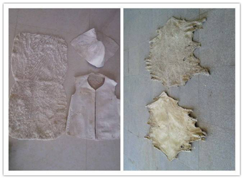 用一个月牙形木头手柄的长方形铲刀将毛皮板上残留的油脂,死肉铲掉,让